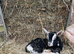 Kid goats for sale
