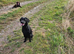 Wanted spaniels,labs, any gundog breed