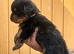 Chunky traditional Rottweiler pups