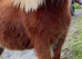 Fully registered Shetland mare