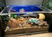 Blue death feigning beetles and enclosure