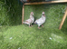 Pakistani Pigeons for Sale &ndash; 20 Pairs Available