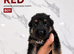 ️7 Beautiful German Shepherd Puppies️