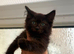 Maine coon xxx