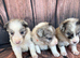 Border Collie Puppies for sale