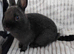 Baby rabbits for sale