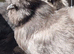 Silkie hatching eggs