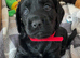Kc registered Cocker spaniel puppies