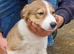 Gorgeous litter of Border Collie Puppies