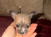 Chihuahua puppies