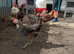 Chicken brood