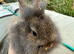 Lion head lop doe