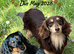 Stunning Miniature Long Haired Dachshund Girls