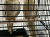 2 pairs of lovely cockatiels