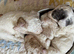 1 Beautiful Cavapoo pup Ready Now