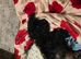 Lovely black maltipoo