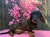 1 male teckel puppy for sale