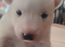 White Siberian Husky Pups