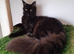 Maine coon females