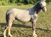Yearling Welsh filly to make 13.2