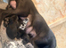 KC REGISTERED GREAT DANE PUPPIES NORTHAMPTON
