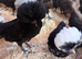 Polish Bantams for sale