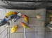 Finches canarys doves parakeets parrots