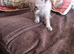 Reduced price Beautiful kittens