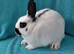 Rescue.Sweet mini girl. Quiet and loves to go on the grass. 6 months old.Beautiful little girl.