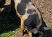 Intact Gloucestershire old spot/Kune Kune/Juliana cross boar