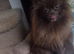 Tiny Toy-Type Teddy Bear Face KC Reg Pomeranian puppies