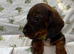 Beautiful Miniature Dachshund puppies for sale