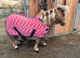 Registered mini gelding