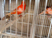 Roller canaries red factors