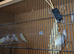 Gouldians