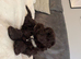 10 week old Cockapoo looking for a new forever home