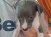Whippet puppy's