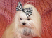 Gorgeous Babydoll KC Registered Korean Maltese Adult Girl 2 Years Old