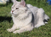 tica registered females mainecoon shaded line