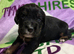Kc Black and Tan boys only 17 dna health tested clear