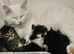 LAST Turkish angora cross kittenREADY NOW