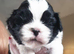 Beautiful Shihtzu Furbabies