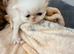 Stunning pure bred Persian kittens