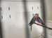 Turquoisine grass parakeets