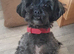 Shipoo for sale