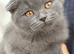 Scottish fold X BSH