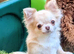 Tiny KC reg long haired chihuahuas