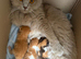 Pedigree British Longhair kittens TICA registered