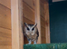 Pair of Indian Scops Owl