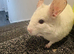 4 chinchillas needing new homes